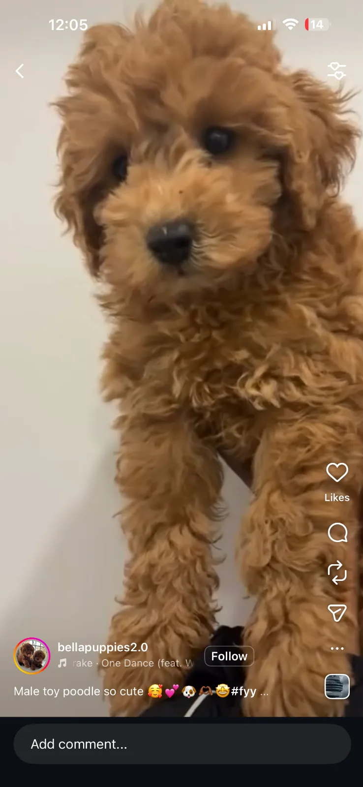 Puppy Yoga Bergen county, NJ