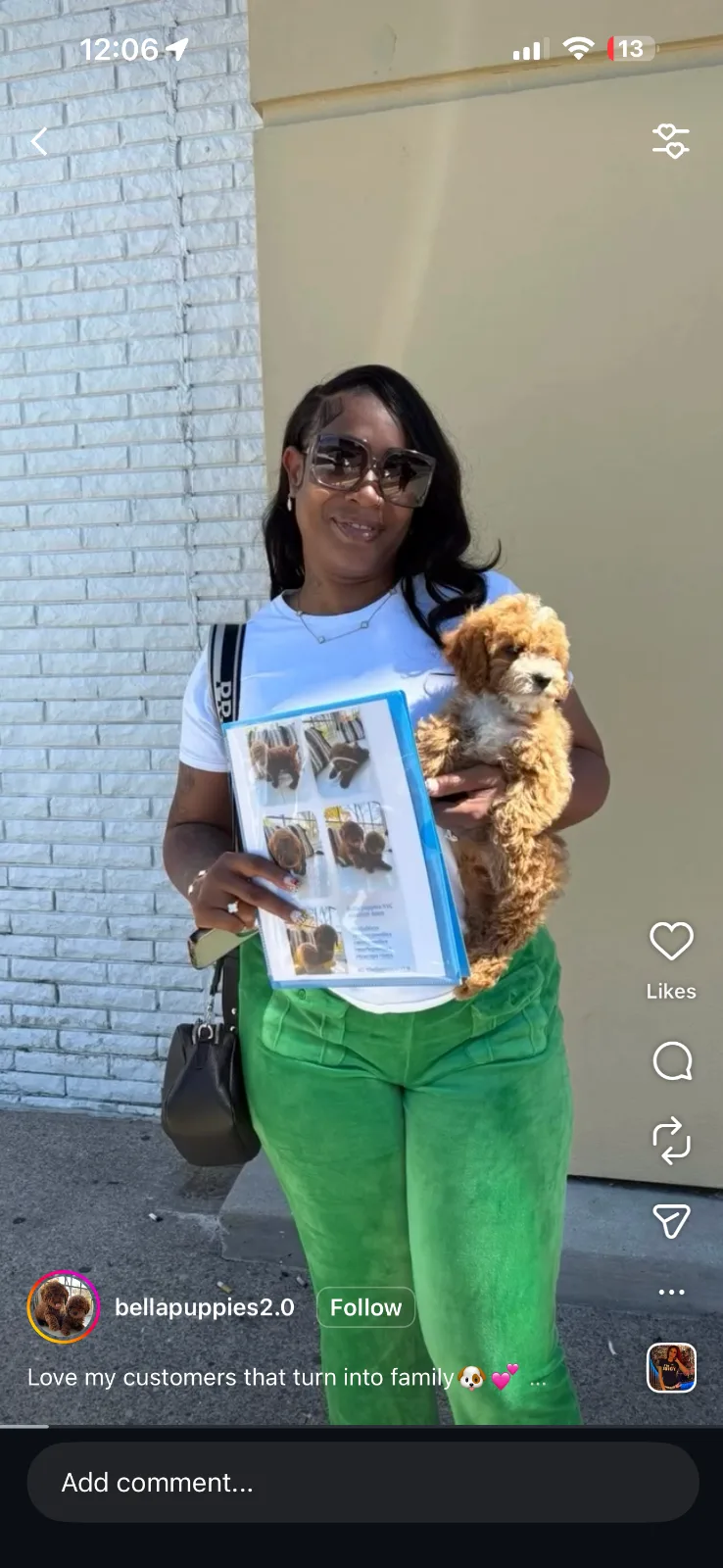 Bellapuppies in Harlem