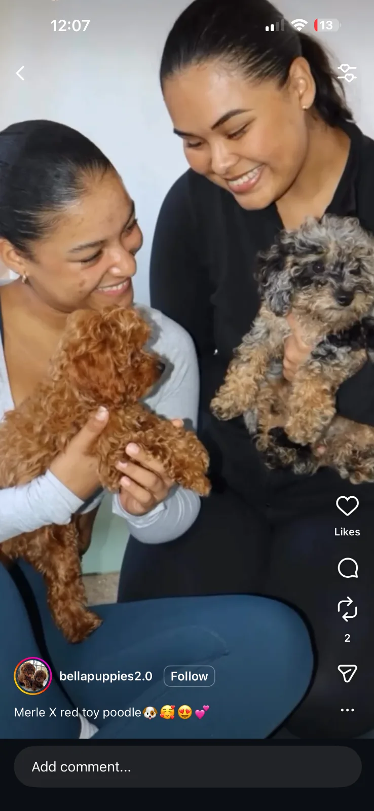 Puppy Therapy 