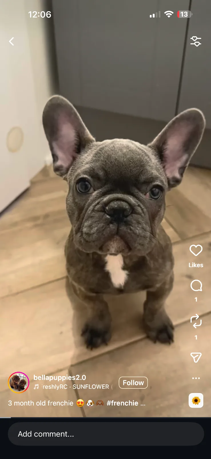 Puppies in White Plains, NY