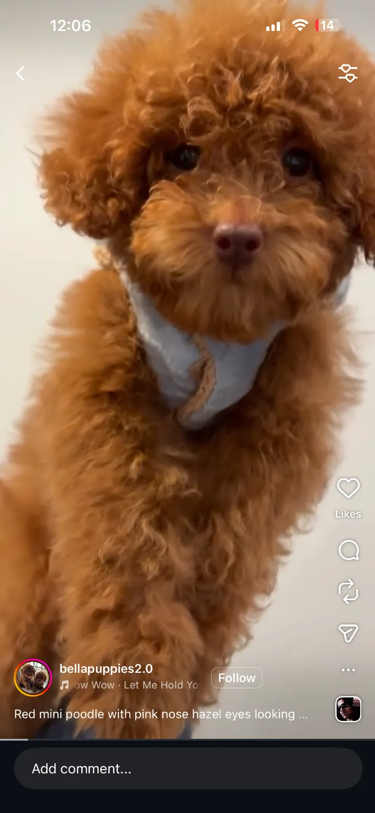 Bellapuppies in Manhattan