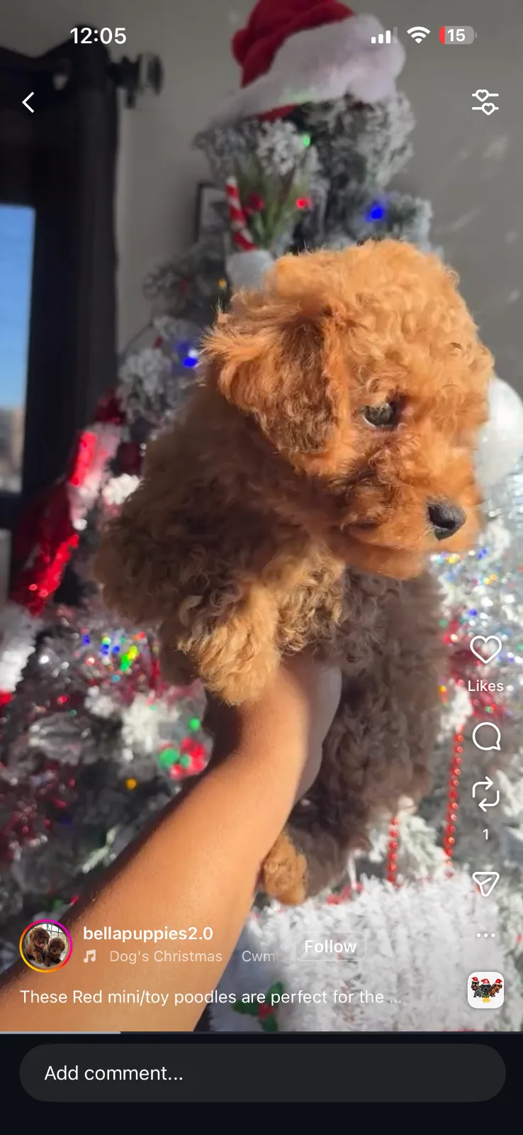 Puppies in Teaneck, NJ