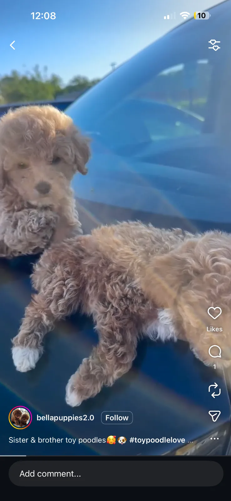 Puppy Therapy Bergen county, NJ