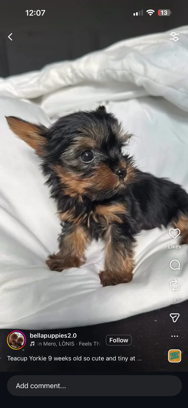Adopt a Puppy Bergen county, NJ