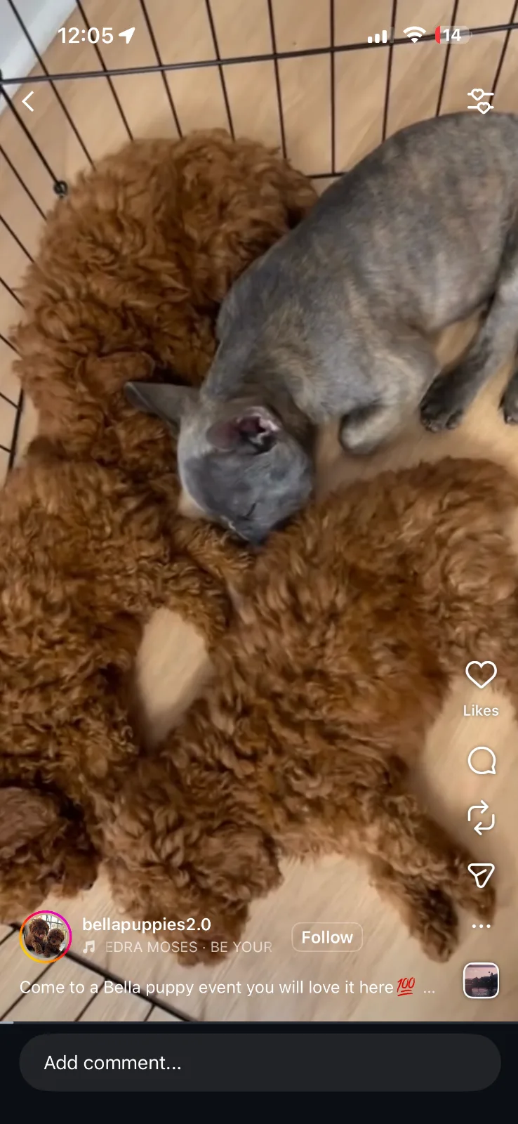 Puppy Therapy Bergen county, NJ