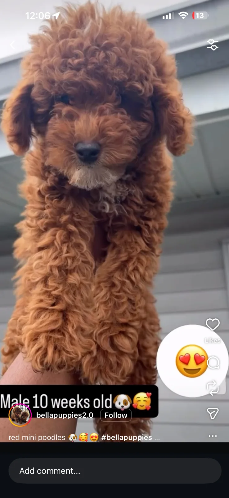 Puppy services in Long Island City, NY