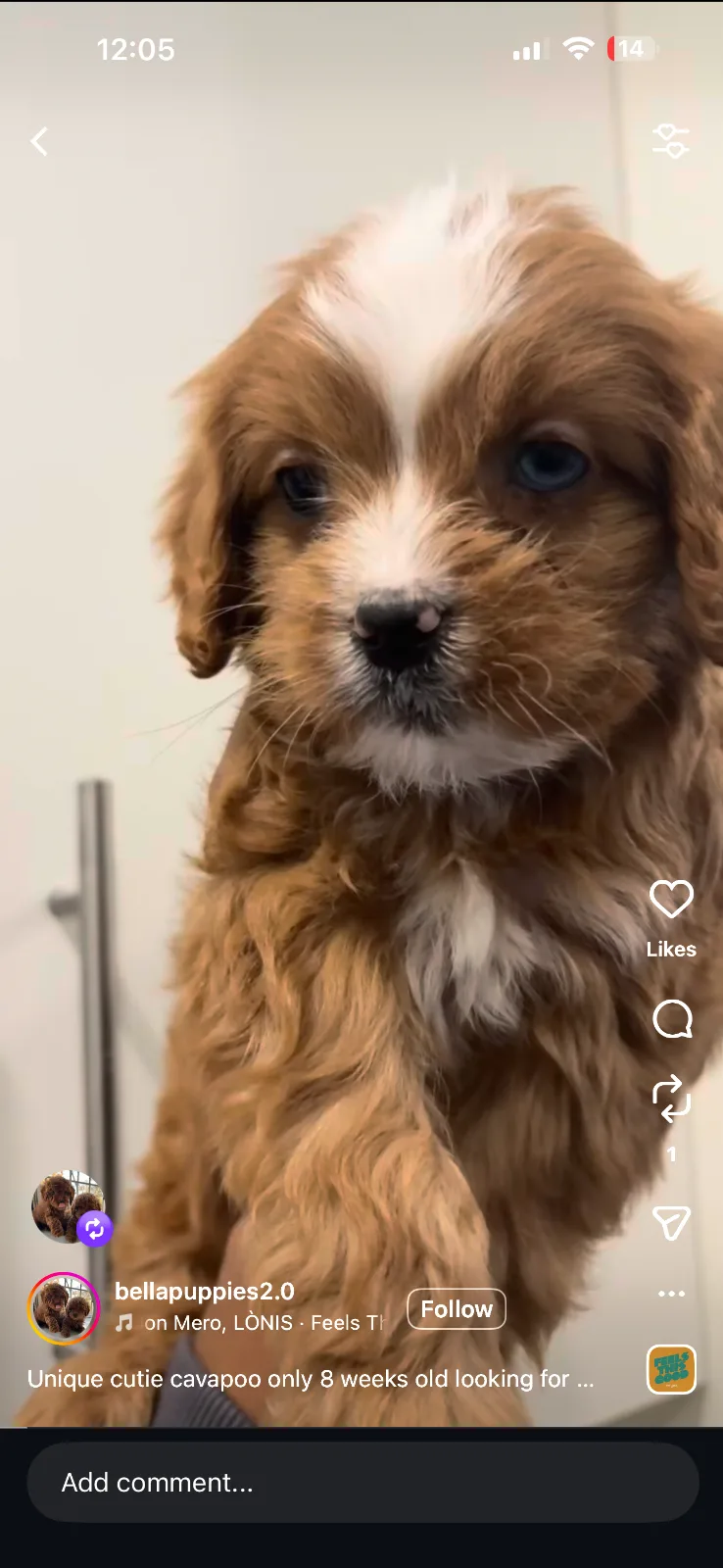 Puppy services in Manhattan, NY