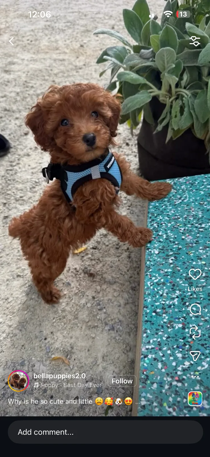 Puppy Yoga Bergen county, NJ