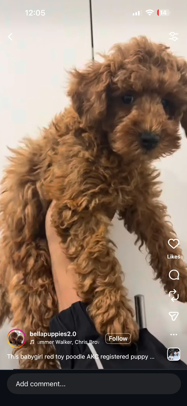 Puppies in Long Island City, NY