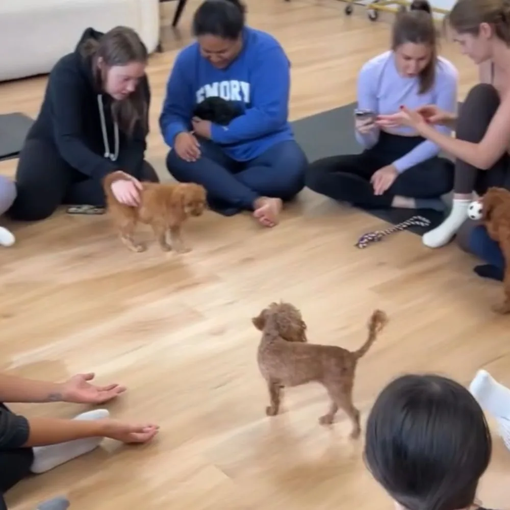 Puppy Yoga