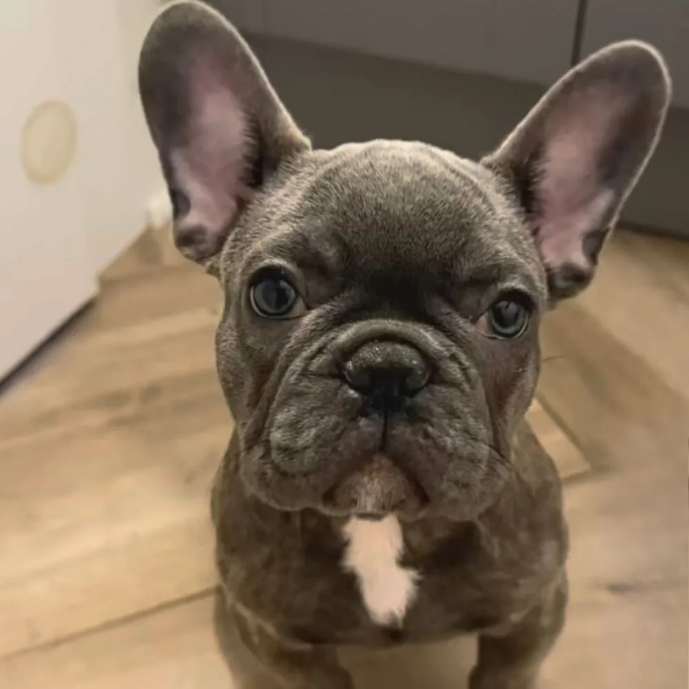 Bellapuppies in Paramus