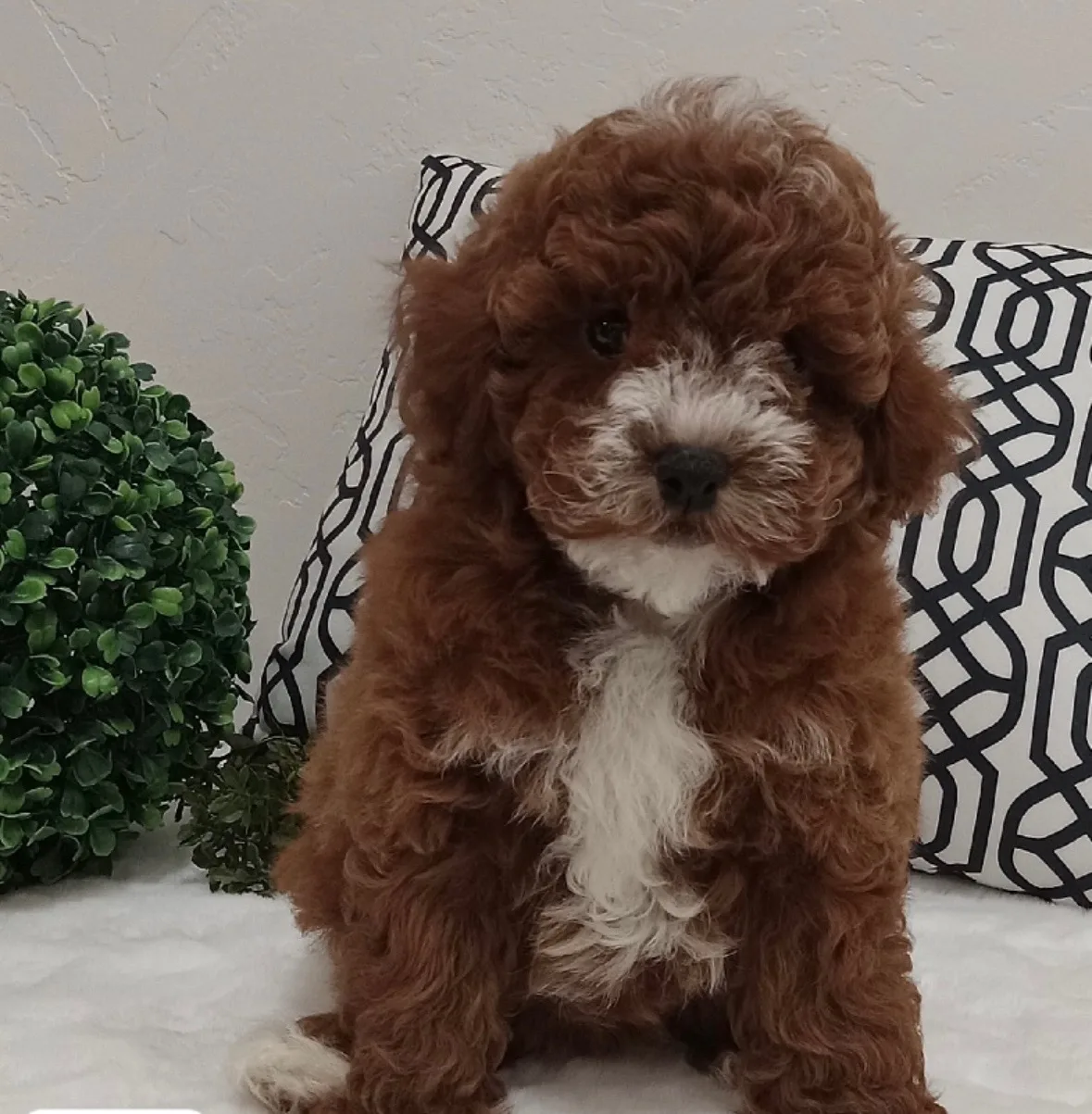 Puppy Events & Parties in Bergen county, NJ